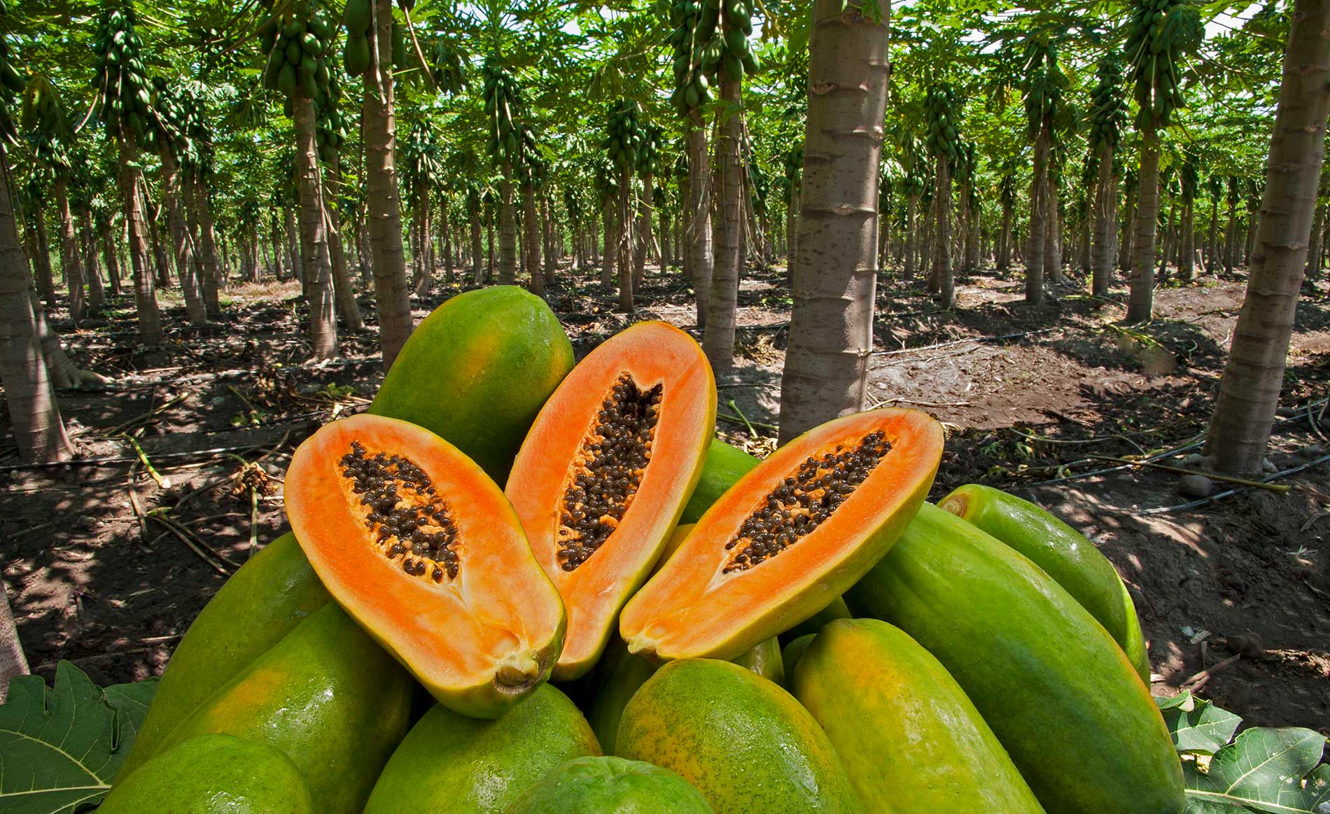 Papayas Chulavista