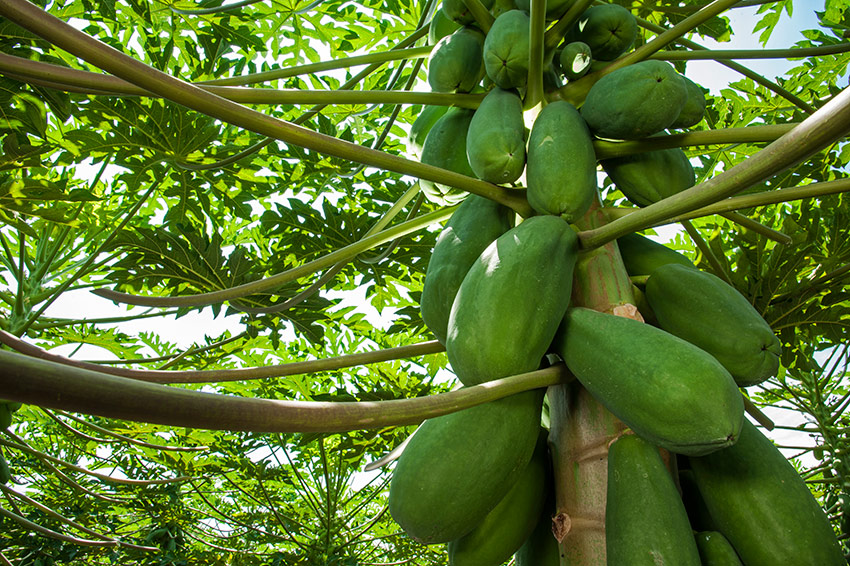 Papayas Chulavista